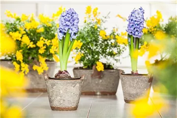 DER FRüHLING WIRD BUNT