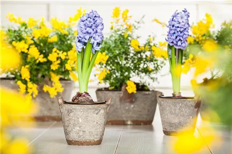 DER FRüHLING WIRD BUNT