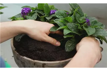 VANILLEBLUME - EINPFLANZEN IN EIN GEFäSS VANILLEBLUME - EINPFLANZEN IN EIN GEFäSS