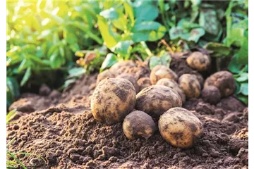 WIE GEHT... OMA'S SUPERFOOD?