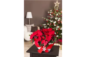 DER WEIHNACHTSSTERN DER WEIHNACHTSSTERN