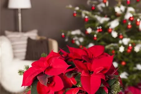 DER WEIHNACHTSSTERN DER WEIHNACHTSSTERN