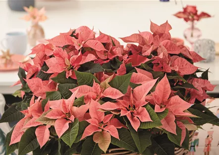 KLASSISCHE WEIHNACHTEN!