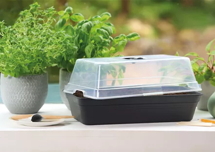 PLATZ DA AUF DER FENSTERBANK!