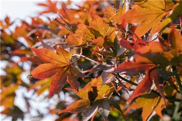 WIE GEHT...AHORN? WIE GEHT...AHORN?