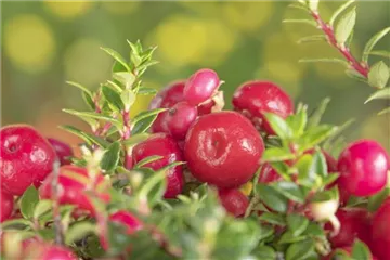 DIE SCHEINBEERE DIE SCHEINBEERE