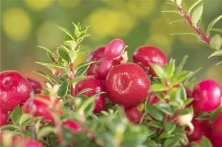 DIE SCHEINBEERE DIE SCHEINBEERE