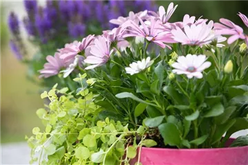 HERBSTLICHE PFLANZIDEEN HERBSTLICHE PFLANZIDEEN