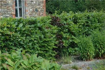 WäNDE FüR DAS GRüNE ZIMMER! WäNDE FüR DAS GRüNE ZIMMER!