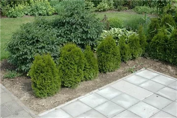 TOP 5 HECKENPFLANZEN im portrait TOP 5 HECKENPFLANZEN im portrait